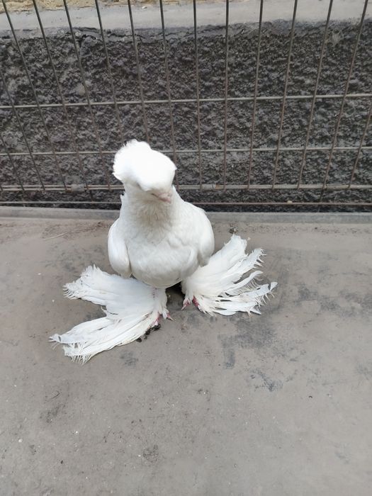 #1 продам голубя чубатого гульбадама