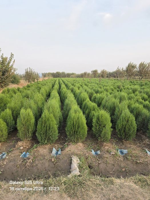 Туя камфак оптим нархда