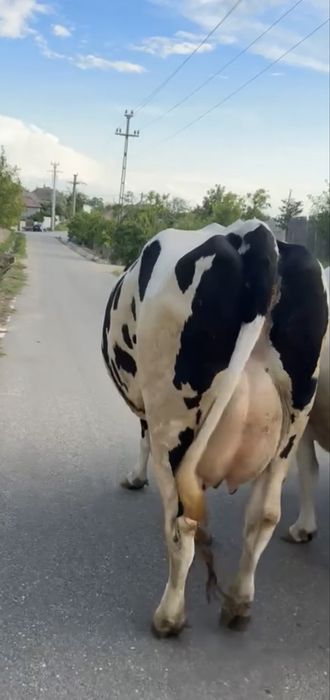 Vand vaca de 3 fatari ! Detalii in privat