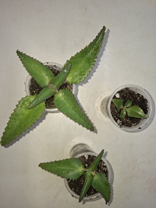 Продам укоренённые отростки каланхоэ