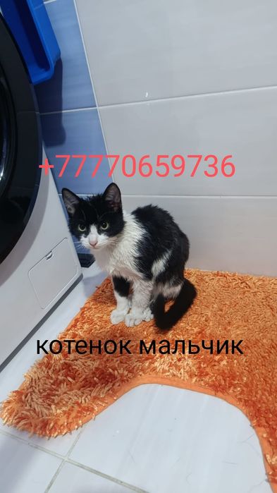 Котёнок в хорошие и заботливые руки