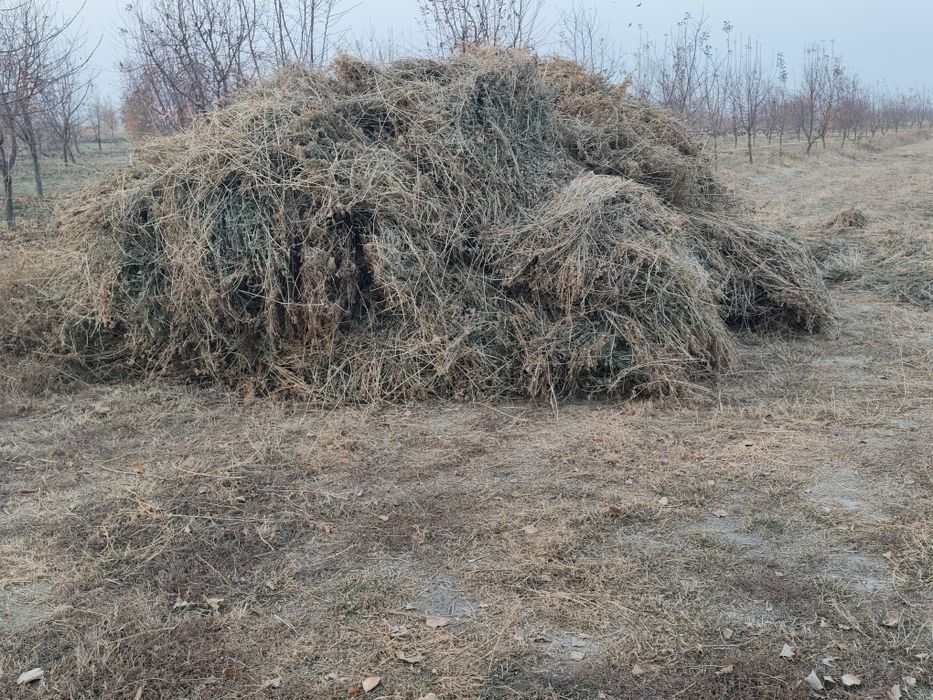 Beda va drushta sotiladi