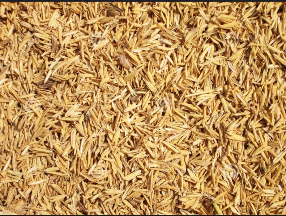 Sholi pocho qoplangan