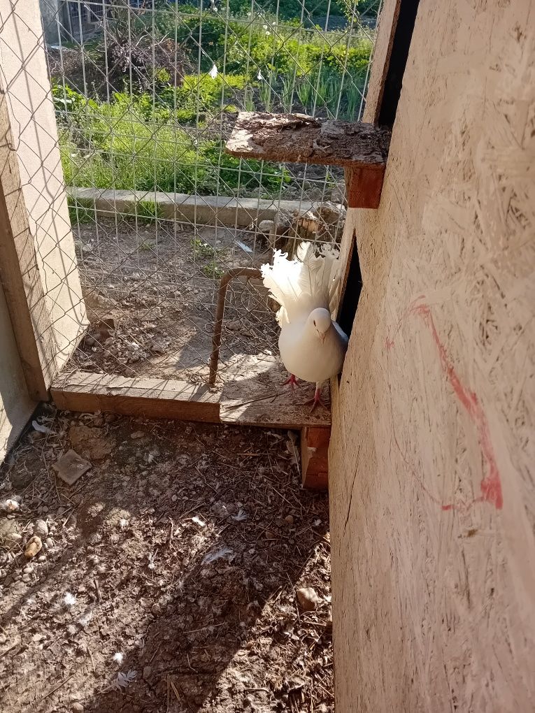 Vând porumbei voltați 50 de lei perechea