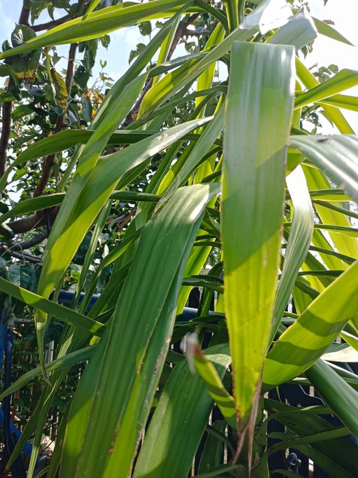 Plantă ornamentală Yuka.