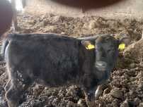 Vams tauraș angus