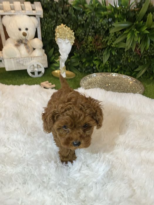 Pudel Toy – eleganți, inteligenți și foarte afectuoși