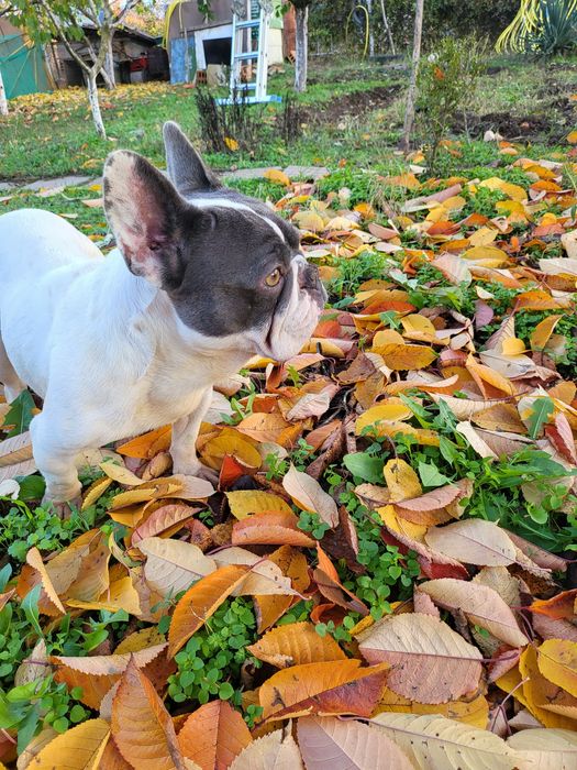 Френски булдог b/ue tan merle