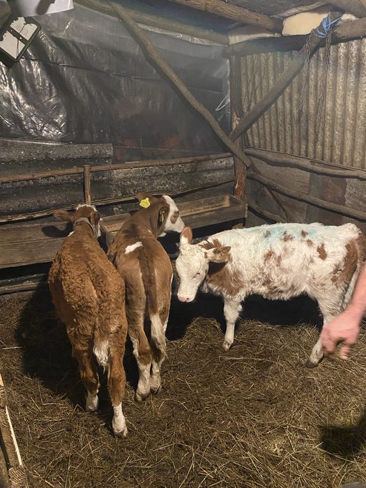 Vând 3 vițele înțărcate