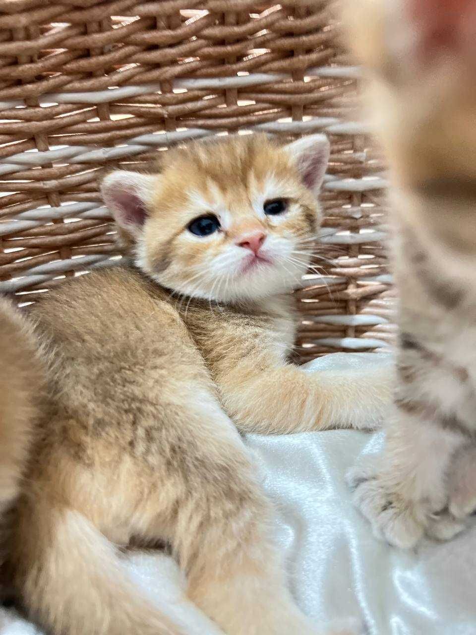 Шотландские фолд котята