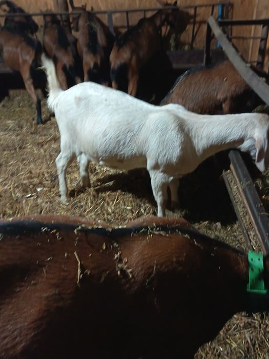 Capra gestanta la prima fatare