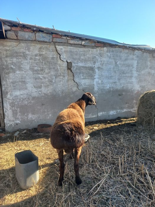 Чистый гисар .1жарым жасар.