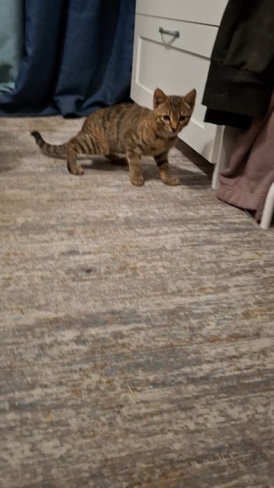 Отдам котят мышеловов