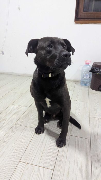 Donez Catel Prietenos