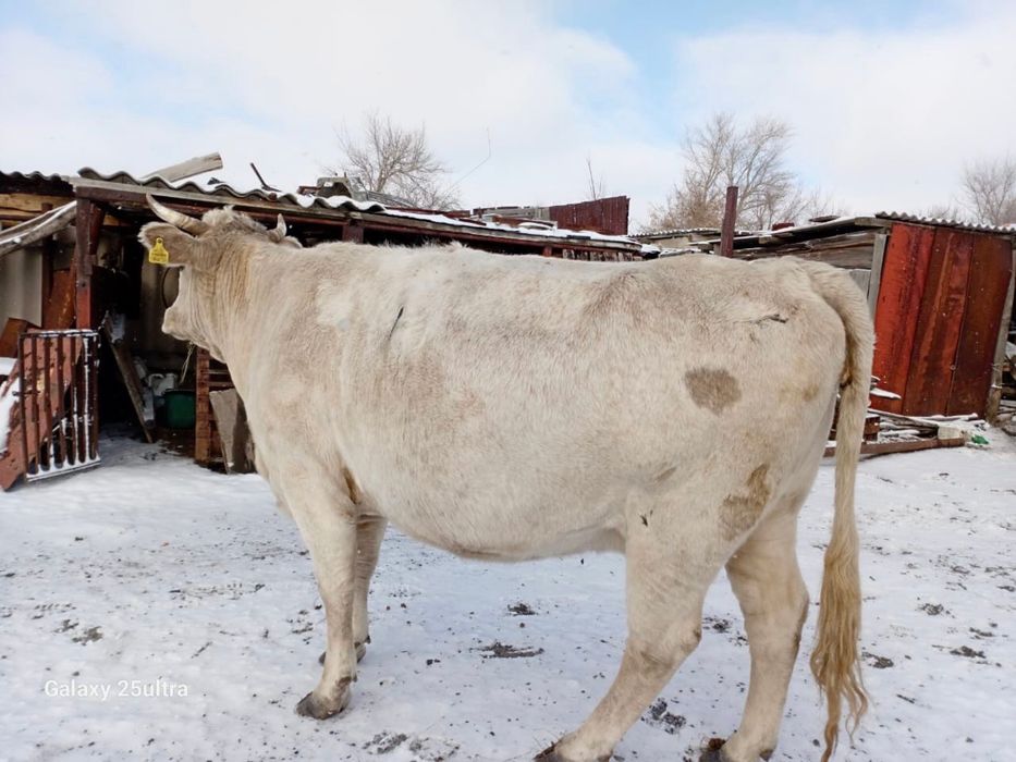 Продам большую корову