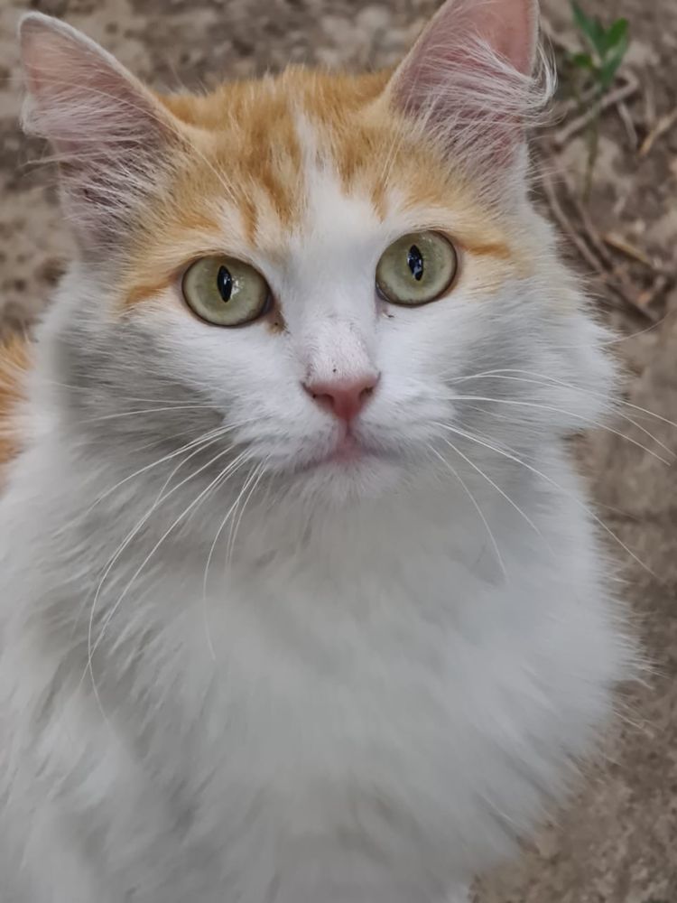 Кошечка ищет дом