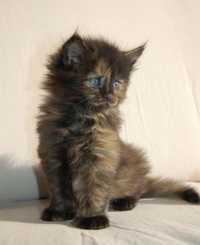 Maine Coon disponibil