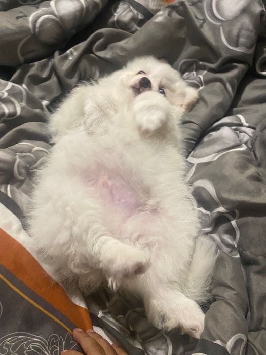 Померан на 2 месеца с първа ваксина и паспорт