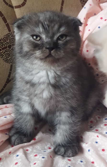 Шотландский котёнок Фолд