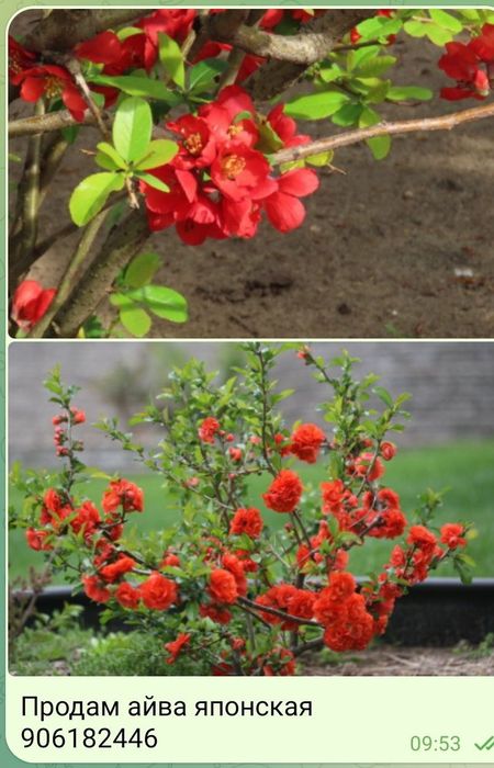 Растишки на посадку