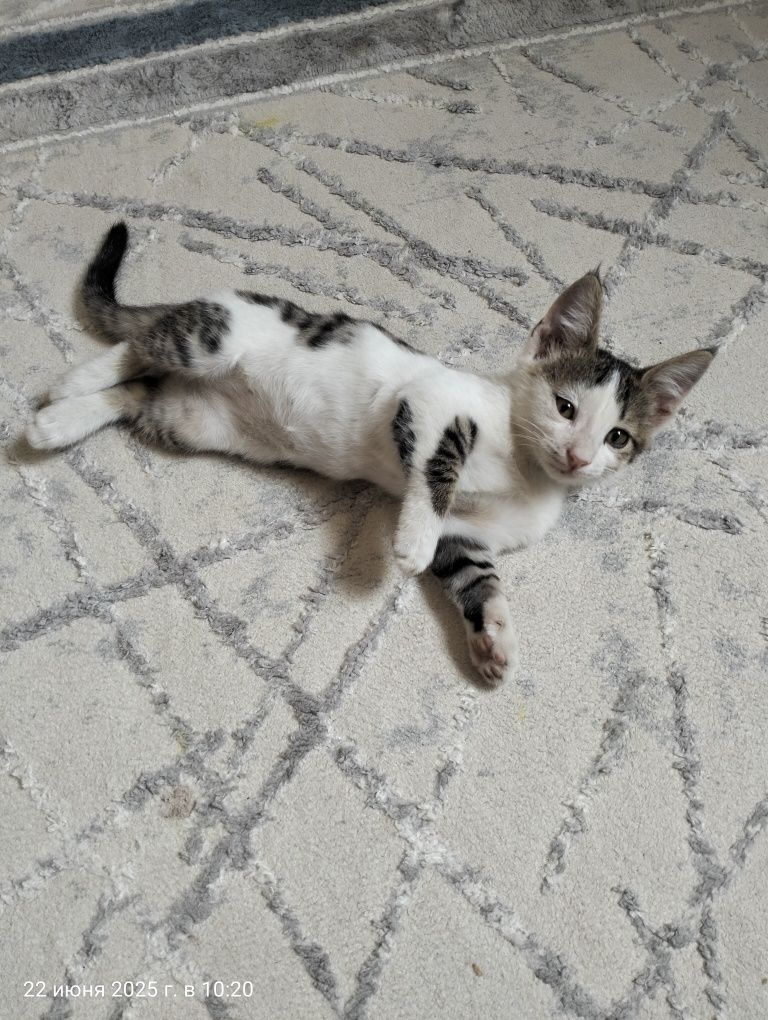 Марғау тегін. Котята бесплатно