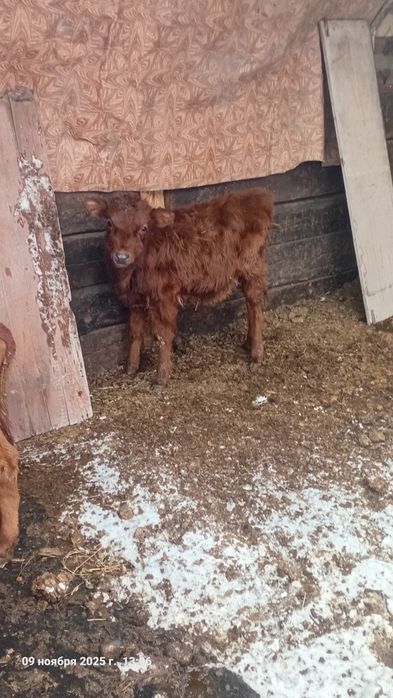 Продам 2 телочек