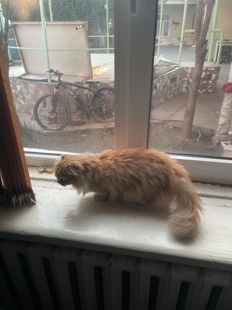 American curl juft