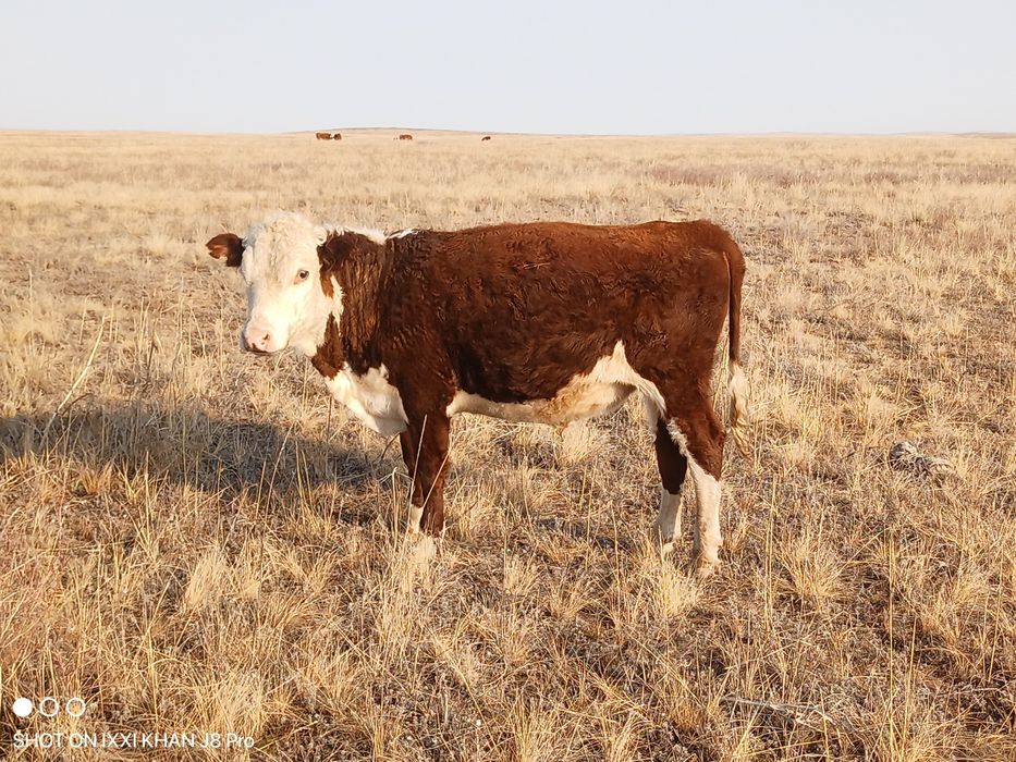 Букалар полторашка,подсос бузаулар сатылады