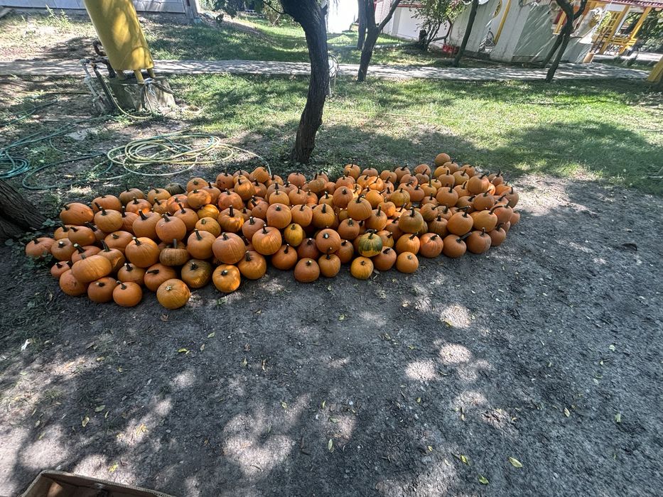 Vand dovleci halloween