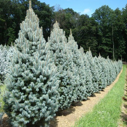 Brazi Argintii 1,8 si 2 m