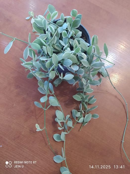 Дисхидия вариегатная