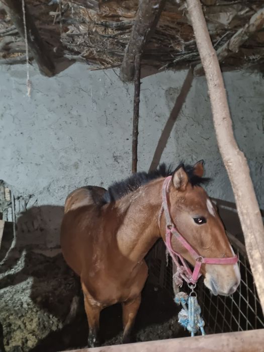 Ot sotiladi 85 mingdan soyib beramiz