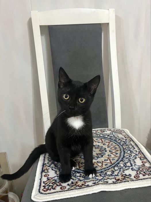 Отдаем котика-мальчика в добрые руки