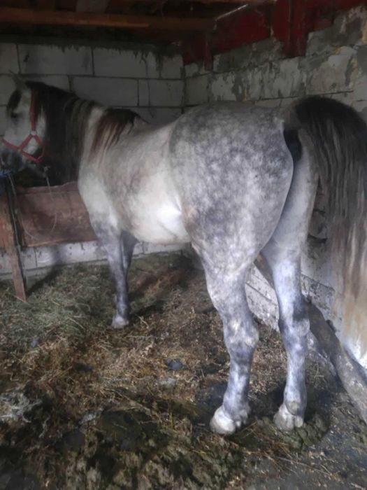 Vind cal castrat 7 anii