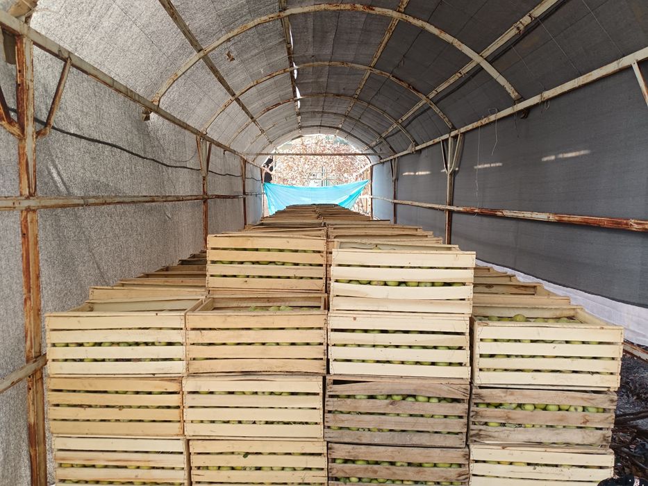 Олма махсулотлари сотилади