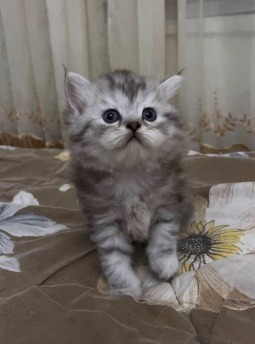 Scottish straigth mushuk.Шотландская стрейтовая кошка