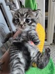 British shorthair
