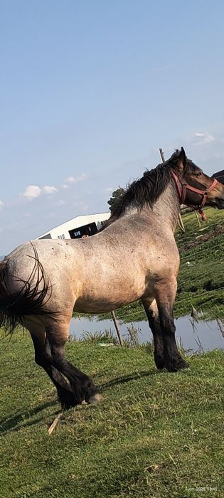 De vânzare iapă grea