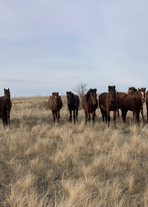 Срочно продам !!! Лошадей 17 голов