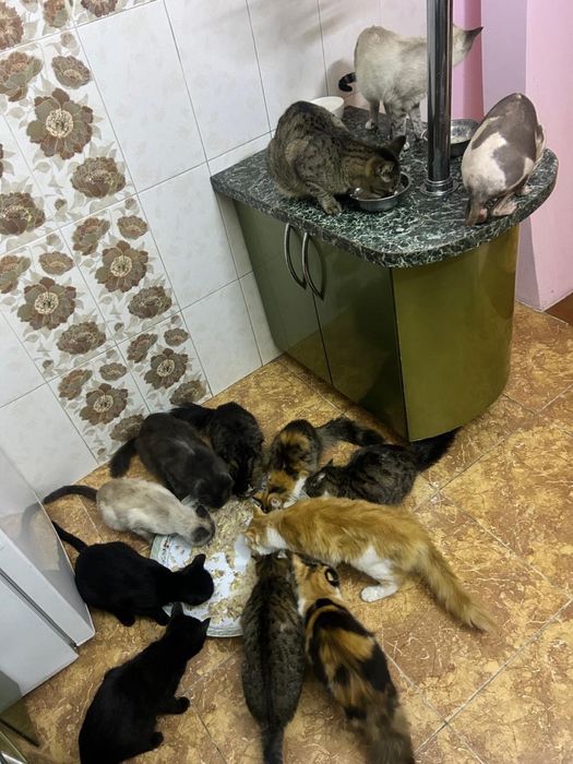 Котики ищут семью.