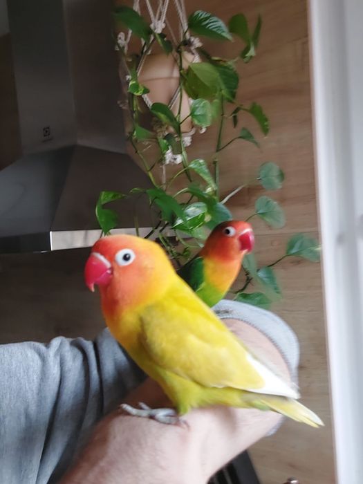 Pereche papagali agapornis