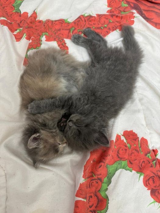 Продаются котята, ласковые и здоровые.