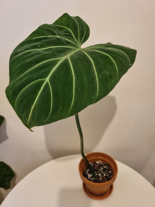 Philodendron gloriosum