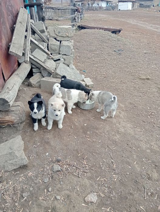 Продам лайки чистокровные