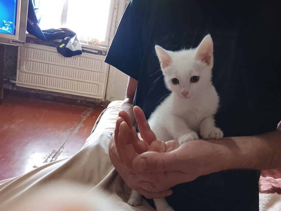 Продам котенка Турецкой ангоры