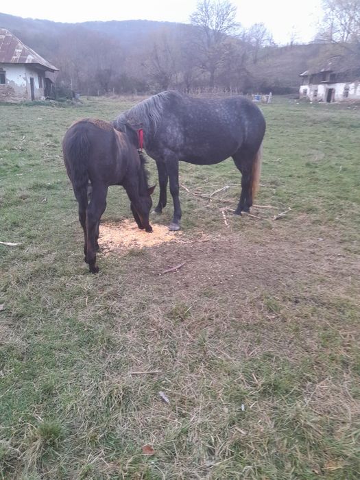 Iapa cu manz de vânzare