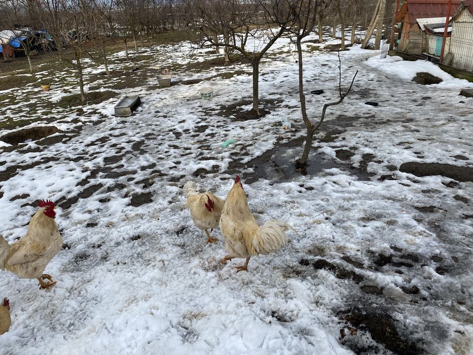 Cocosi albi  romanesti 1 an