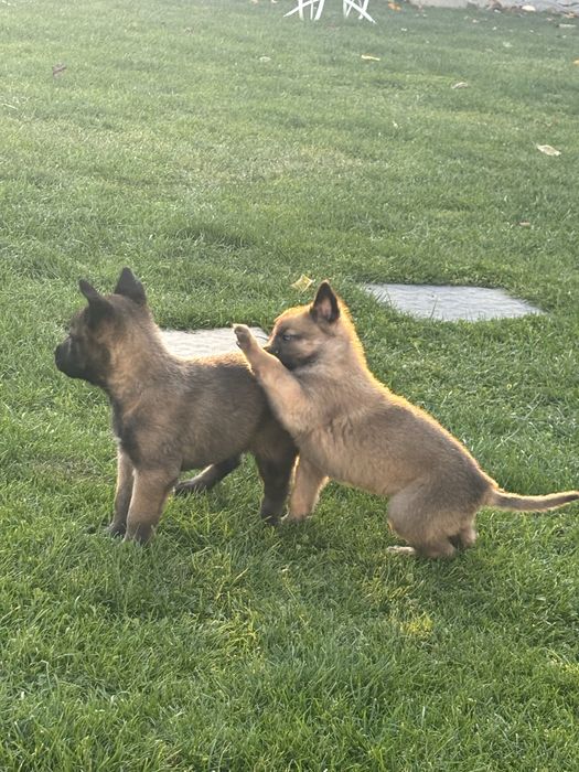 Ciobanesc Belgian Malinois