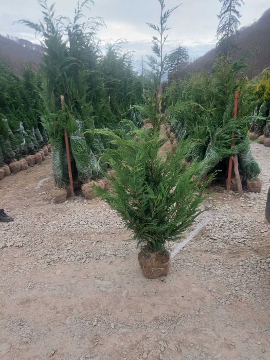 REDUCERE Cupressocyparis Leylandii