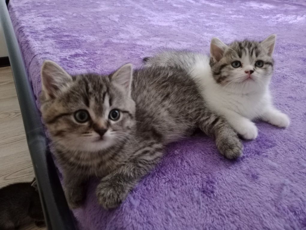 Шотладкие котята